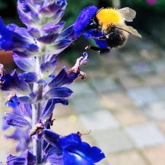 Salvia 'Mystic Spires Blue'