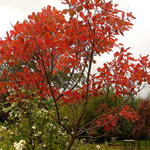 Cotinus coggygria - Perückenstrauch - Cotinus coggygria