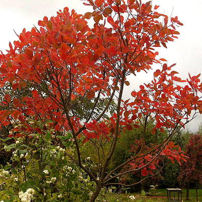 Cotinus coggygria - Perückenstrauch