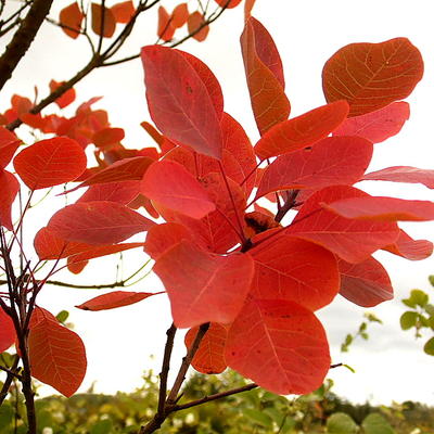 ARBRE À PERRUQUE , FUSTET, - Cotinus coggygria