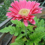 Gerbera jamesonii  - Barberton-Gerbera