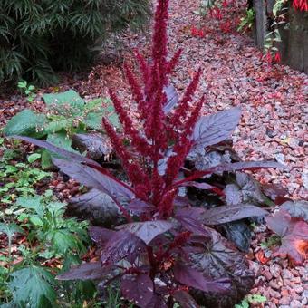 Amaranthus cruentus