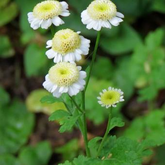 Tanacetum parthenium 'White Bonnet'