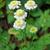 Tanacetum parthenium 'White Bonnet'