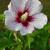 Hibiscus syriacus ’Red heart’