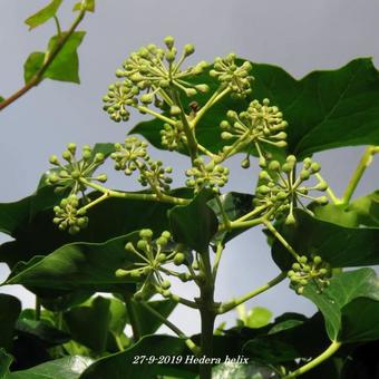 Hedera helix