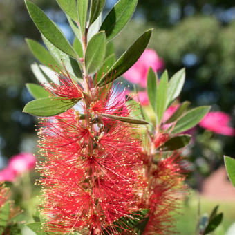 Callistemon citrinus