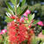 Callistemon citrinus