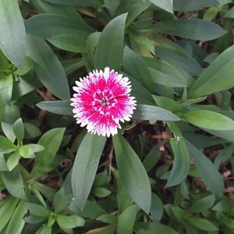 Dianthus barbatus