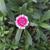 Dianthus barbatus