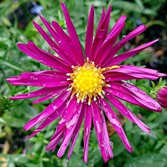 Aster novi-belgii 'Winston Churchill'