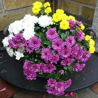 Chrysanthemum x morifolium