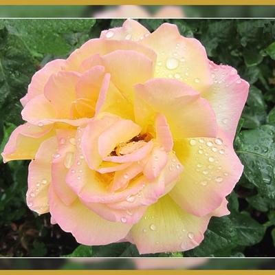 Rosa 'Madame A. Meilland'  - 