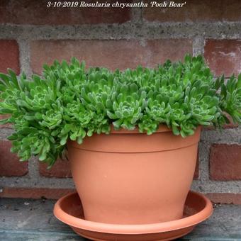 Rosularia chrysantha 'Pooh Bear'