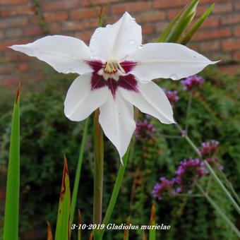 Gladiolus murielae