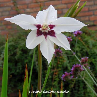 Gladiolus murielae - 