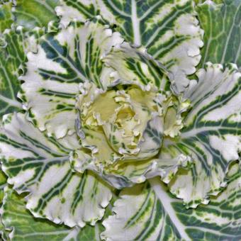 Brassica oleracea var. acephala (sierkool)