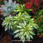 Alstroemeria 'Rock'n Roll' - 