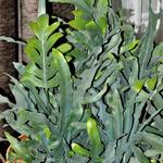 Phlebodium aureum - 