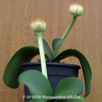 Haemanthus albiflos