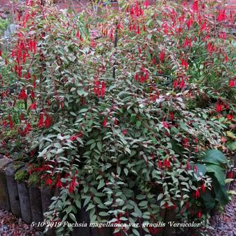 Fuchsia magellanica var. gracilis 'Versicolor'