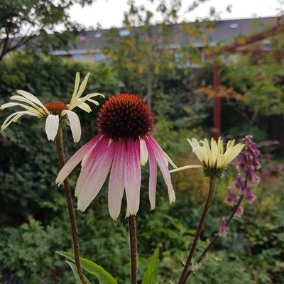 Echinacea 'Pretty Parasol'