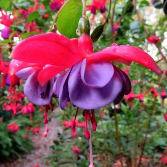 Fuchsia 'Lilac Lustre'