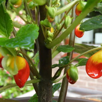 Impatiens niamniamensis