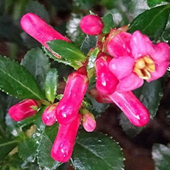 Escallonia 'Compacta Coccinea'