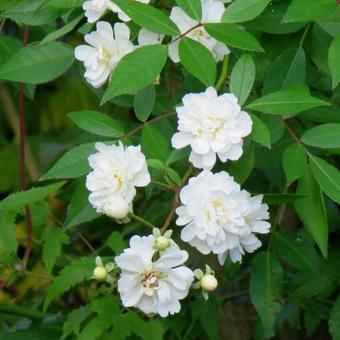 Rosa 'Guirlande d'Amour'