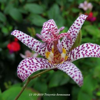 Tricyrtis formosana