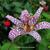 Tricyrtis formosana