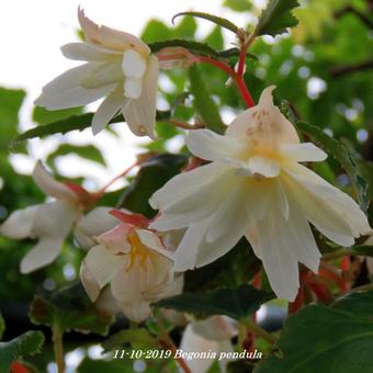 Begonia pendula