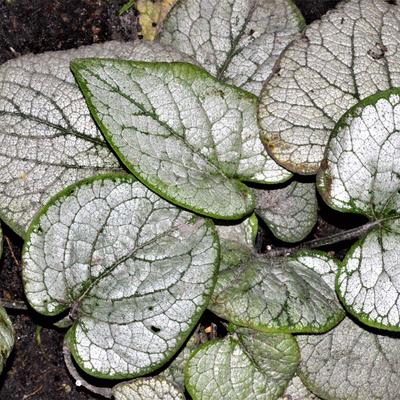 Brunnera macrophylla 'Silver Heart'