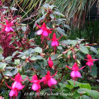 Fuchsia 'Display'