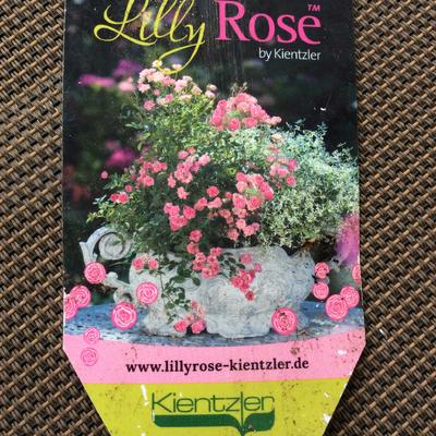 Rosa 'LillyRose Wonder 5' - 