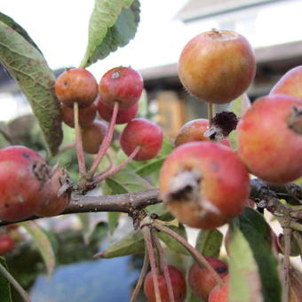 Malus 'Courtabri'