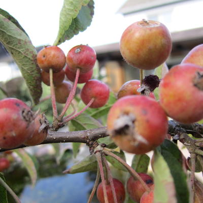 Malus 'Courtabri'  - 