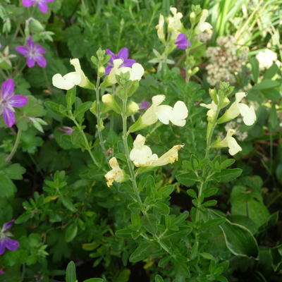 Salvia greggii 'Lemon Light' - 