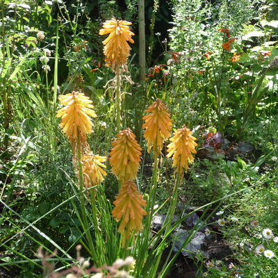 Kniphofia 'POCO Orange' - 