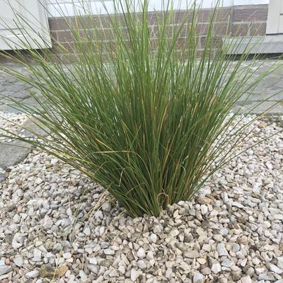 Carex howardii 'Phoenix Green'