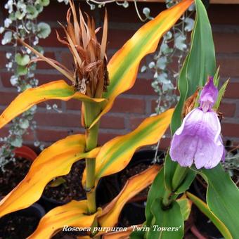 Roscoea purpurea 'Twin Towers'