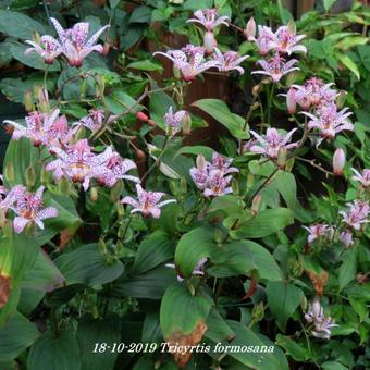 Tricyrtis formosana