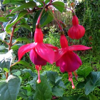 Fuchsia 'Tom Thumb'