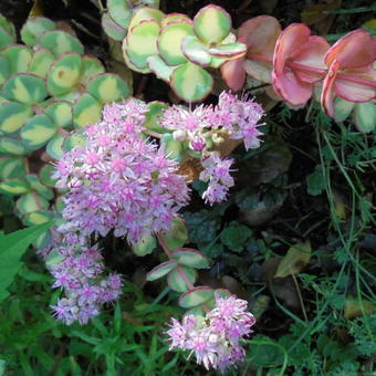 Sedum sieboldii 'Mediovariegata'