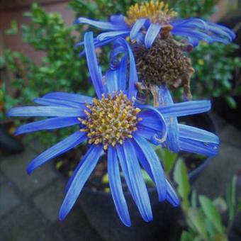 Aster amellus 'Blue King'