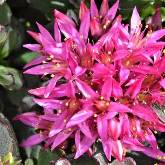 Sedum spurium SPOT ON 'Deep Pink'