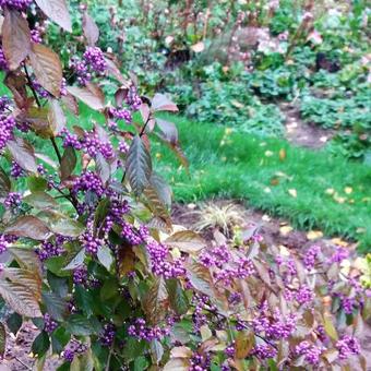 Callicarpa japonica var. japonica