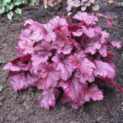 Heuchera 'Wild Rose' - Heuchera 'Wild Rose'