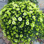 Chrysanthemum SANTINI 'Country' - 